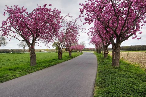Country road lined with blossoming Japanese cherry blossom trees (Prunus serrulata) with pink