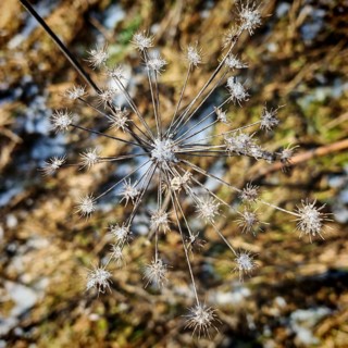 Top view of close-up of a frozen withered hogweed (heracleum mantegazzianum) against a blurred