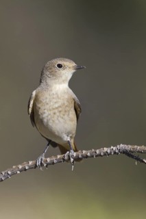 Common Redstart (Phoenicurus phoenicurus) female, Portugal