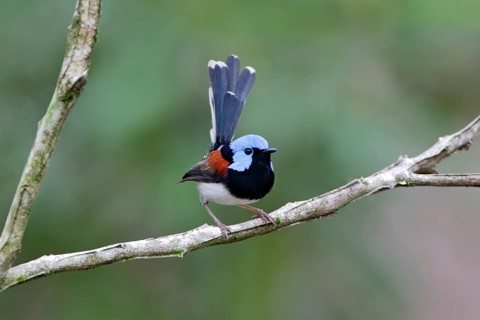 Lovely Fairywren (Malurus amabilis) male perched on a branch, Queensland, Australia