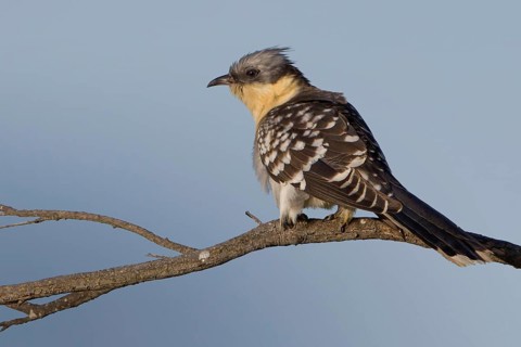 Great Spotted Cuckoo (Clamator glandarius), Narbonne, France