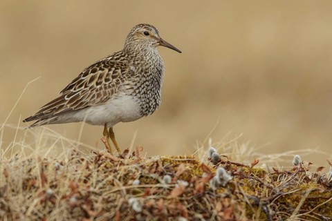 Pectoral Sandpiper (Calidris melanotos) on the tundra in Northern Alaska