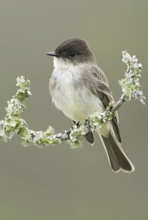 Eastern Phoebe (Sayornis phoebe), Texas, USA
