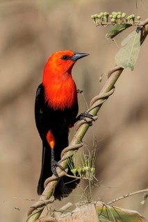 Scarlet-headed Blackbird (Amblyramphus holosericeus) perched on a branch in the Pantanal region of