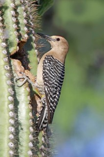 Gila Woodpecker Melanerpes uropygialis Tucson, Arizona, United States 11 June Adult Male Picidae