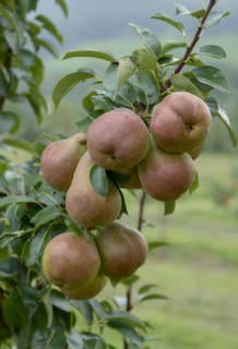 Pear (Pyrus communis 'Decora'),  Veitshöchheim, Bavaria, Germany