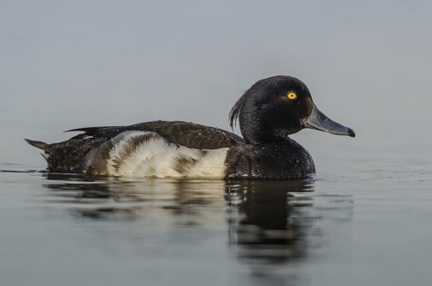 Tufted Duck (Aythya fuligula) male, Schleswig-Holstein, Germany