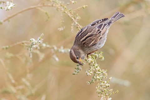 Weidensperling, Spanish Sparrow, Passer hispaniolensis, Moineau espagnol, Gorrión Moruno