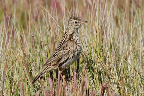 Correndera Pipit (Anthus correndera), Tierre del Fuego, Argentina