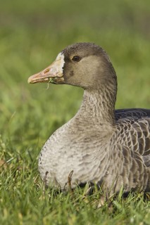 Greater White-fronted Goose (Anser albifrons), British Columbia, Canada