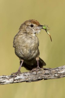 Spinifexbird (Megalurus carteri) with insect prey, Western Australia, Australia