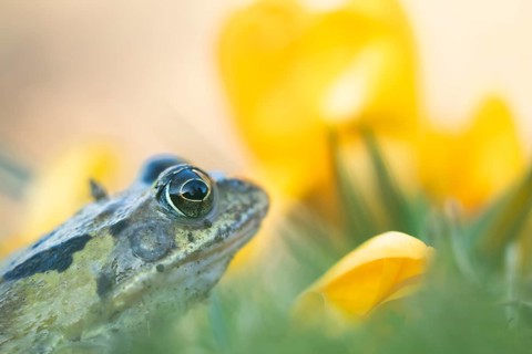 Common frog (Rana temporaria) adult amphibian amongst garden yellow crocus flowers in spring,