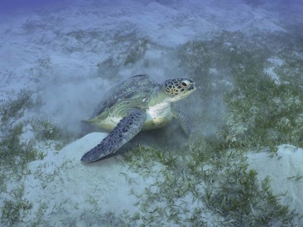 A Green turtle (Chelonia mydas) lies on a sandy seagrass bottom. Dive site House Reef, Mangrove