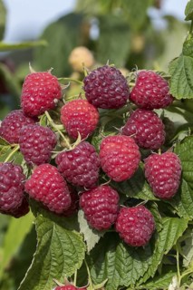Autumn raspberry (Rubus idaeus 'Little Sweet Sister'), BS Sämann, Germany