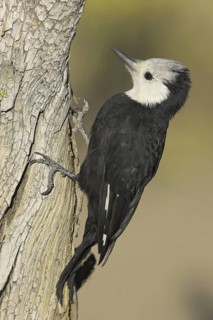 White-headed Woodpecker (Leuconotopicus albolarvatus), Oregon, USA