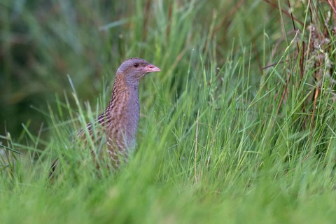 Corn Crake (Crex crex) male, Saxony, Germany