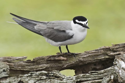 Spectacled Tern (Onychoprion lunatus), Hawaii, USA