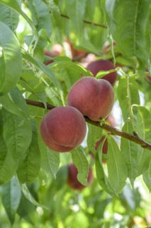 Peach (Prunus persica 'Maura'), Baum- und Rebschule Schreiber KG, Poysdorf, Lower Austria, Austria
