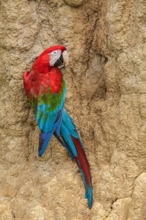 Red-and-green Macaw (Ara chloroptera) eating clay at a clay lick in Manu National Park, Peru