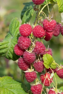 Raspberry (Rubus idaeus 'Sugana' TWOTIMER), Cambridge Botanical Garden, Germany