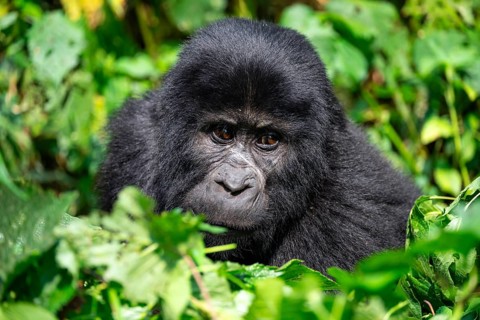 Mountain gorilla (Gorilla berengei berengei), Bwindi Impenetrable National Park, Uganda