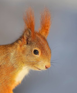 Squirrel (Sciurus vulgaris), animal portrait, wildlife, animal, mammal, rodent, Siegerland, North
