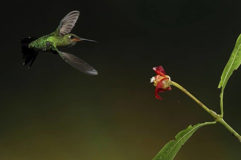 Green-crowned Brilliant (Heliodoxa jacula) juvenile flying while feeding at a flower, Bosque de