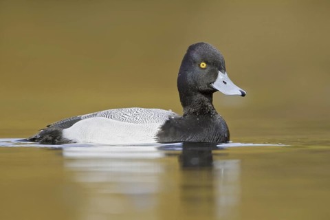 Lesser Scaup (Aythya affinis) male, British Columbia, Canada