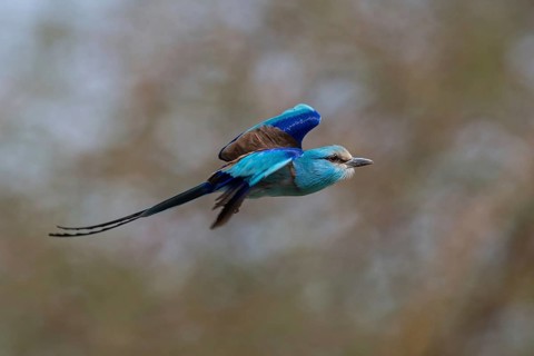 Abyssinian Roller (Coracias abyssinicus) flying, Senegal