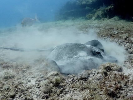 Southern Stingray (Hypanus americanus)