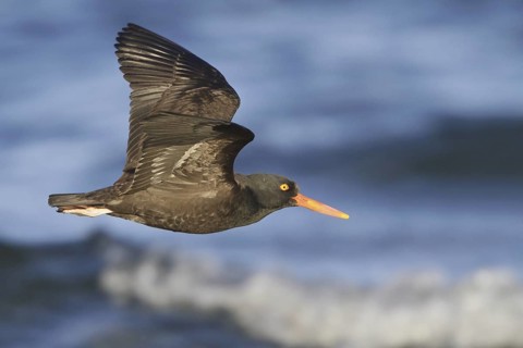 Black Oystercatcher (Haematopus bachmani) flying, British Columbia, Canada