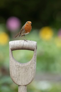 European robin (Erithacus rubecula) adult garden bird on a fork handle in spring, Suffolk, England,