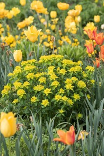 Golden spurge (Euphorbia polychroma), summer flower garden in Treptower Park Berlin,  Germany
