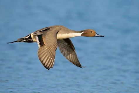 Northern Pintail (Anas acuta) male flying, British Columbia, Canada