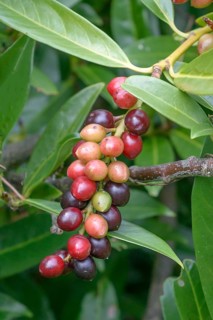Laurel cherry (Prunus laurocerasus 'Otto Luyken'), Tübingen Botanical Garden, Germany