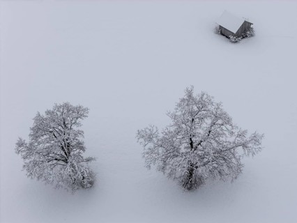 Trees, wooden hut, snow, winter, onset of winter, aerial view, foothills of the Alps, Bavaria,