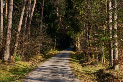 Long trail through a thick forest surrounded by tall trees and sunshine, Mudau, Odenwald,