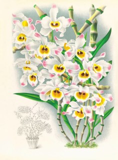 Orchid, Dendrobium wardianum, authentic reproduction of an illustration by Jean Jules Linden (1817