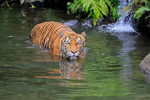 Malaysia tiger (Panthera tigris jacksoni), adult, in water, alert, Malaysia, Southeast Asia