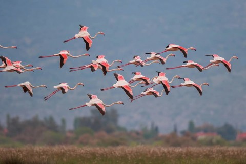 Greater Flamingo (Phoenicopterus roseus) group flying, Greece