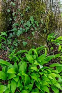 Wild garlic (Allium ursinum), leaves, wild garlic leaves, wild, tree, tree trunk, spring, Kochel,