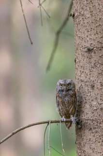 One Eurasian scops owl (Otus scops) sitting on a twig with a forest in the background
