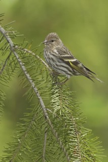 Pine Siskin (Spinus pinus), British Columbia, Canada