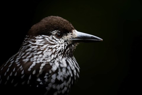 Portrait of the Nutcracker (Nucifraga caryocatactes), Canton Graubünden, Switzerland