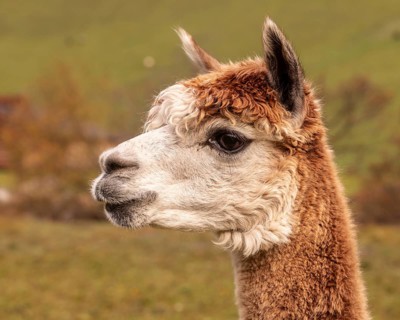 A detailed close-up image of an alpaca's head, showcasing its striking features against a blurred