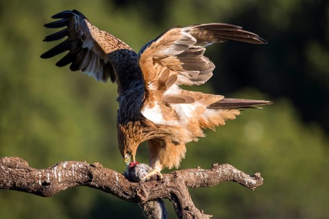 Spanish Imperial Eagle (Aquila adalberti) juvenile feeding perched on a branch, Andalusia, Spain