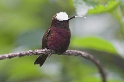 Snowcap (Microchera albocoronata), Costa Rica
