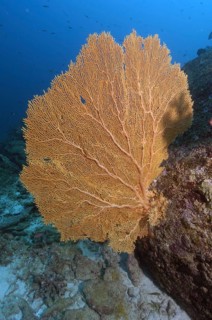 Gorgonian fan coral (Subergorgia giant sea fan (Annella mollis), Indian Ocean, Indo-Pacific,