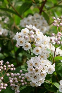Deutzia (Deutzia compacta 'Lavender Time'), An den Dorfwiesen 9, Germany