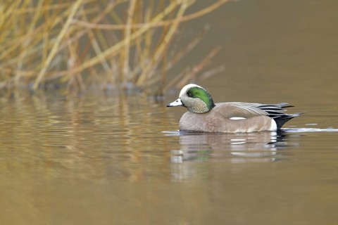American Wigeon (Mareca americana) male, British Columbia, Canada